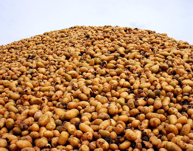 Clarebout Potatoes : une possible fièvre de Pontiac