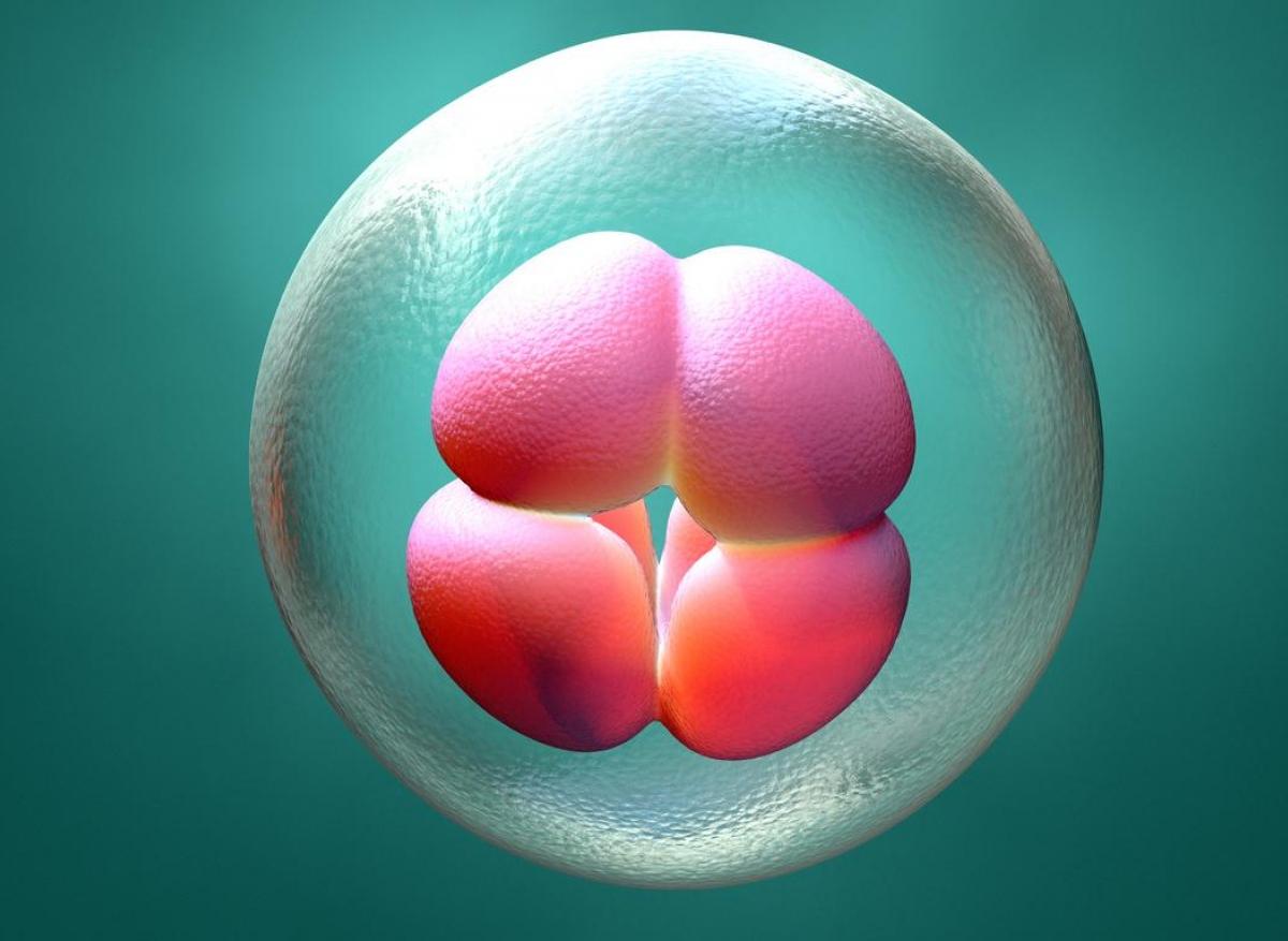 Questions éthiques : la genèse d'un être humain créée en laboratoire 