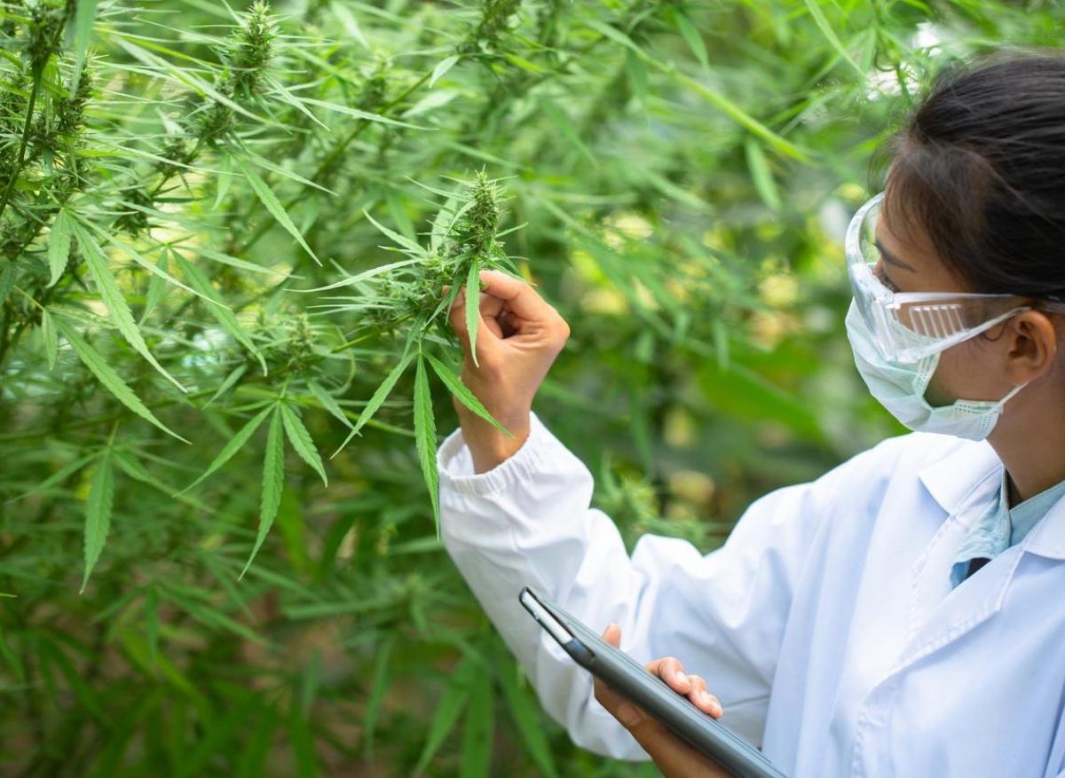 Cannabis thérapeutique : une filière française à l'étude