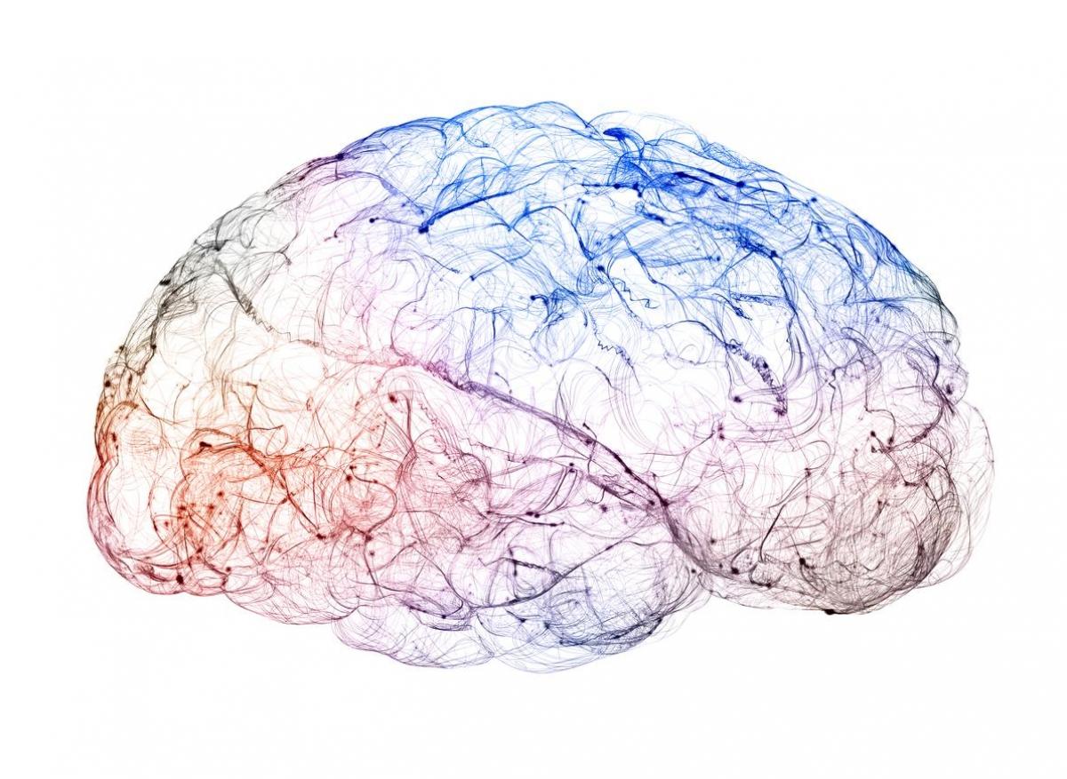 Microcéphalie : une piste pour restaurer la croissance du cerveau