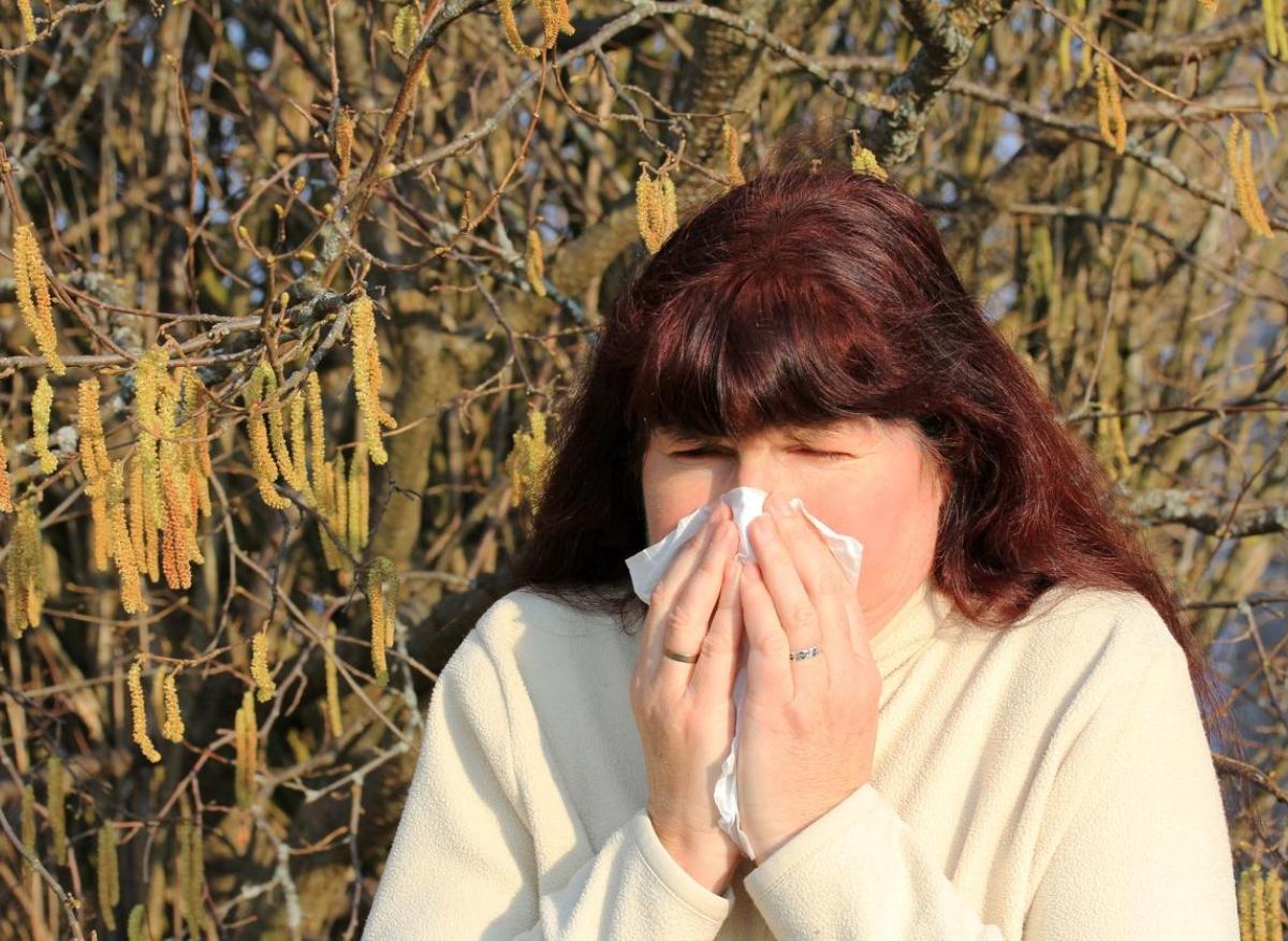 Allergies : le retour des pollens commence avec le bouleau