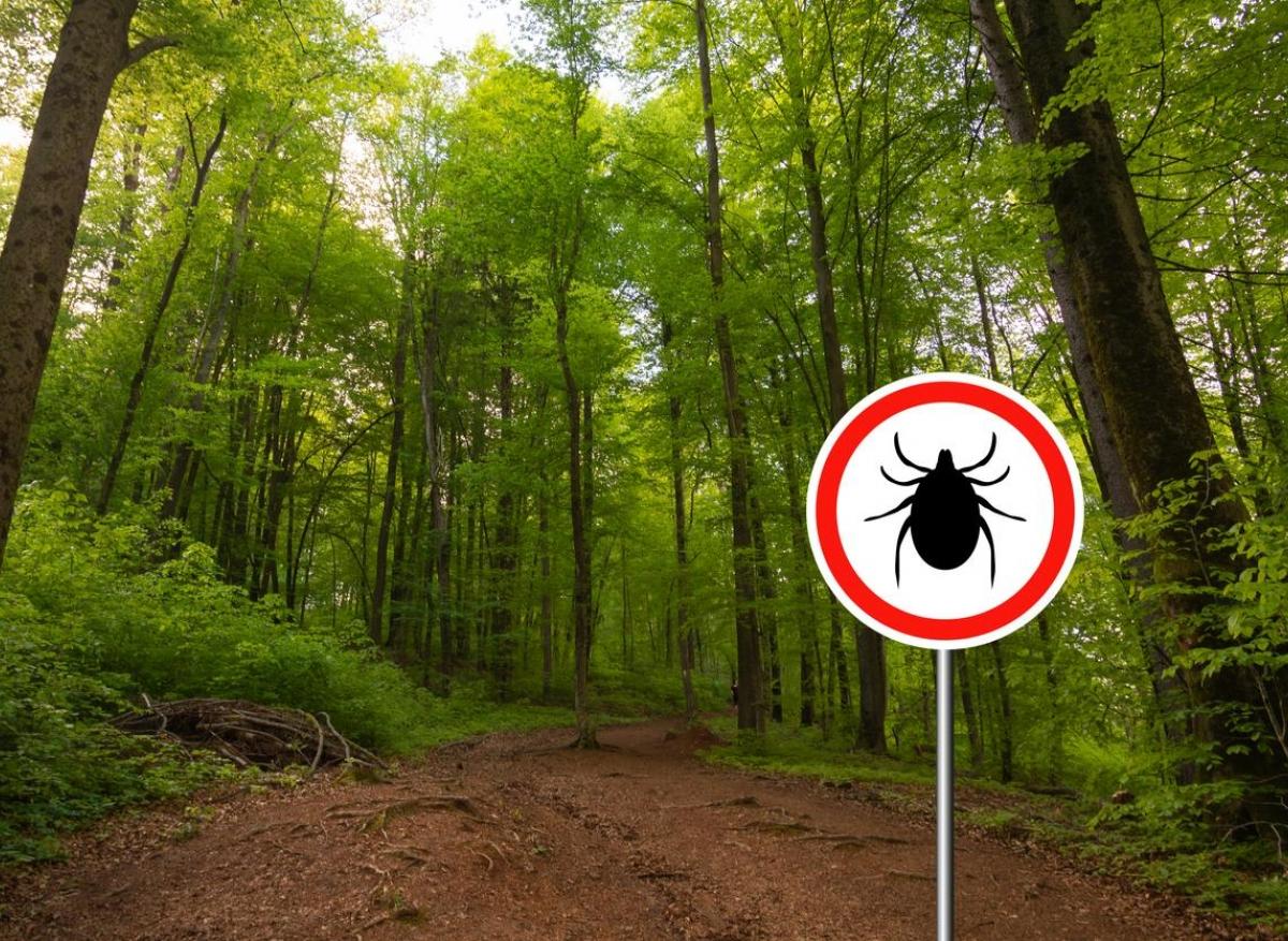 Maladie de Lyme : un mécanisme 