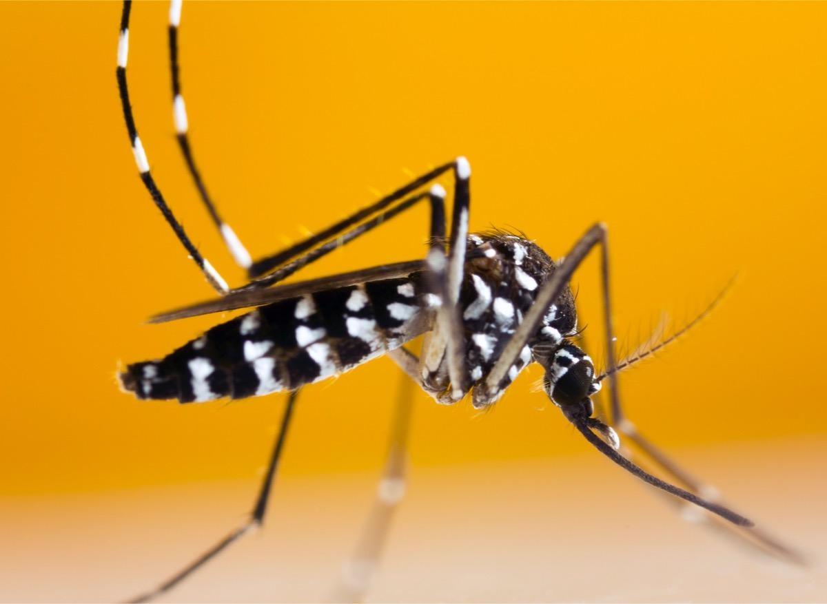 Dengue : un cas inquiétant diagnostiqué en région parisienne