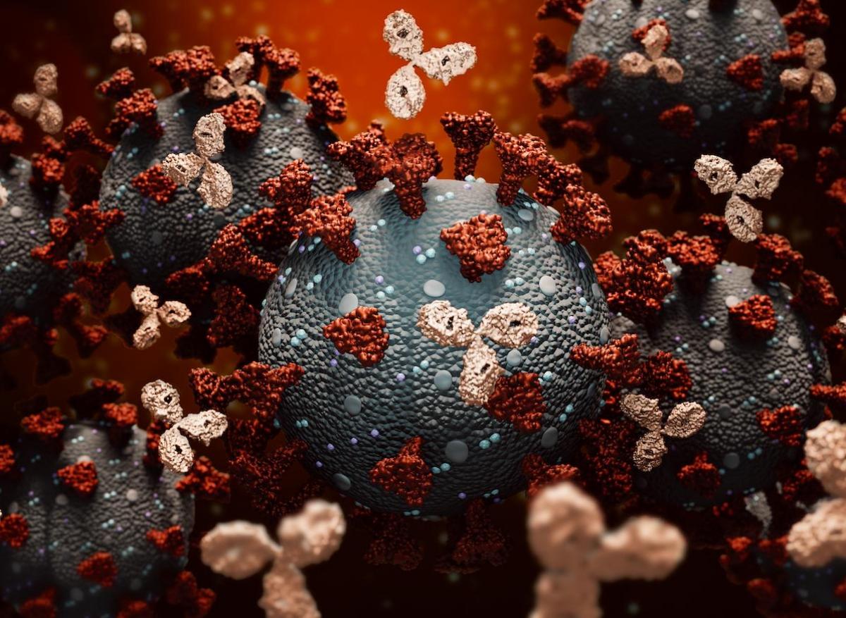 Covid-19 : des anticorps “scélérats” impliqués dans les formes sévères 