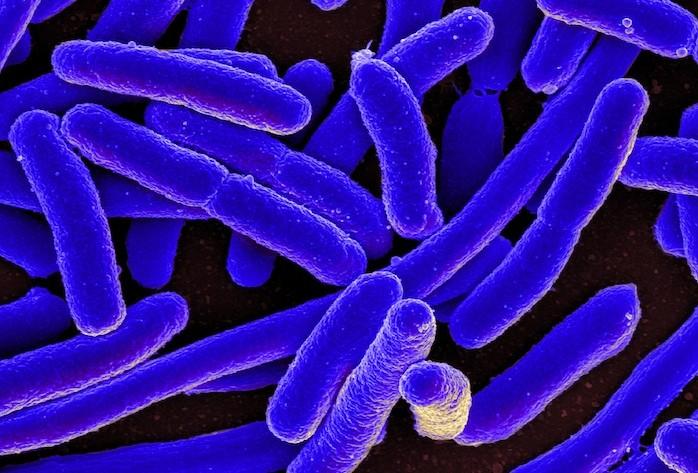 La composition du microbiote influence la réponse à l'ipilimumab 