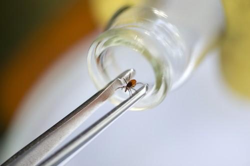 Maladie de Lyme : un test urinaire pourrait améliorer le diagnostic