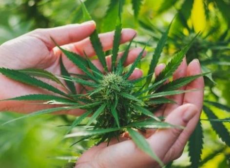Cannabis thérapeutique : il serait expérimenté dès 2020 selon l'ANSM