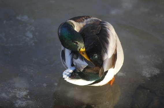 Grippe aviaire : deux élevages de canard touchés en Dordogne