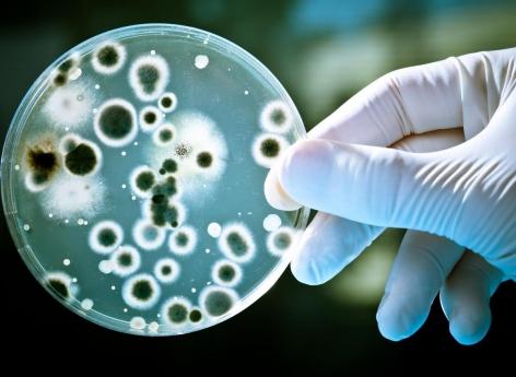 Candida auris : il n'y a pas que les bactéries qui deviennent résistantes