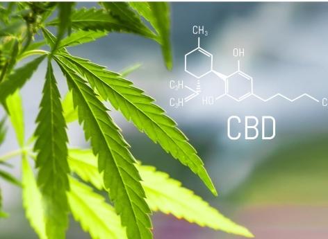 Cannabidiol : un vecteur pour diffuser des médicaments dans le cerveau