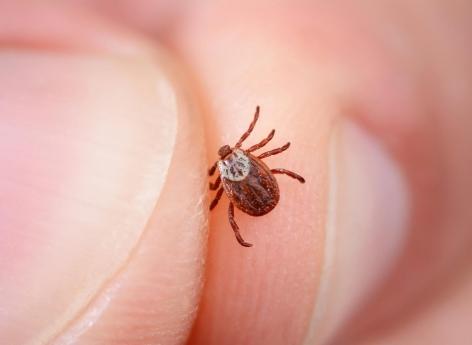 Lyme : des chercheurs recrutent des personnes piquées par des tiques