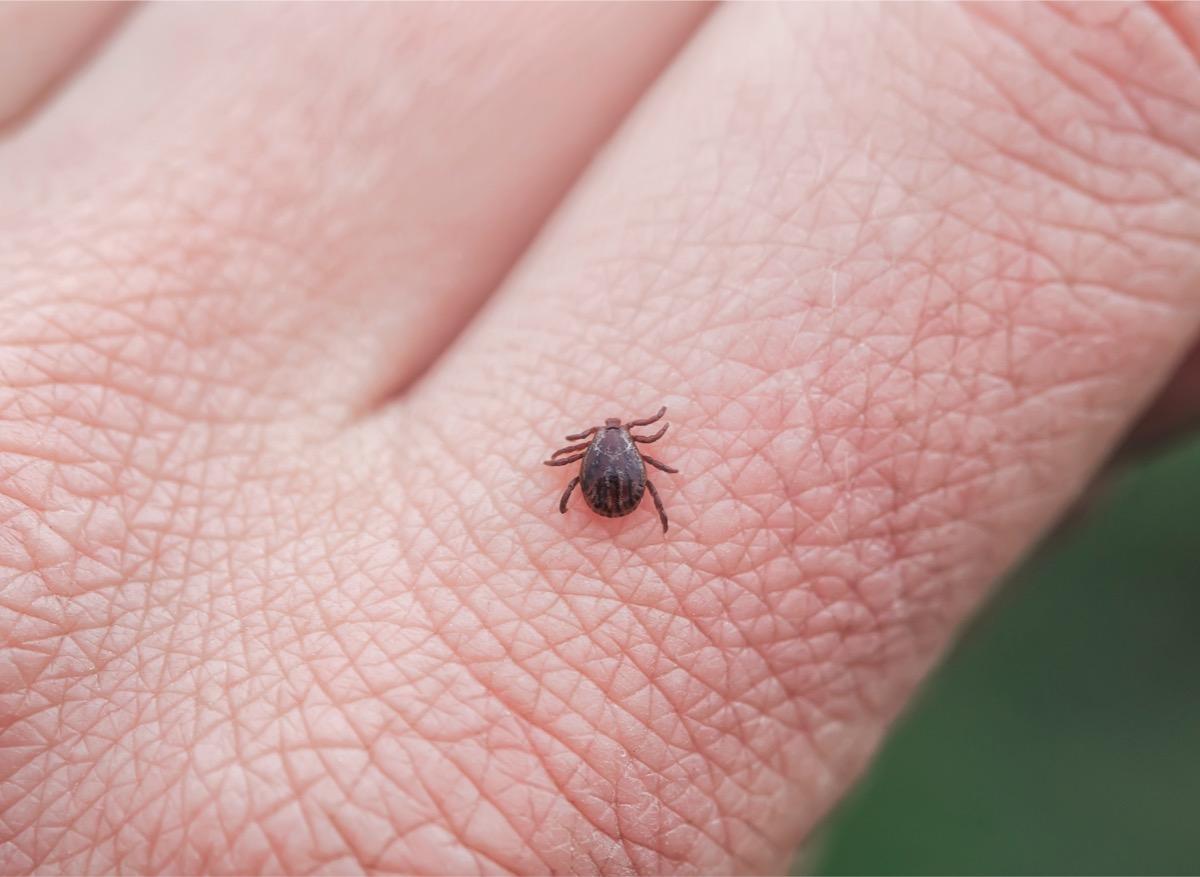 Tiques : en France, elles ne transmettent pas que la maladie de Lyme !