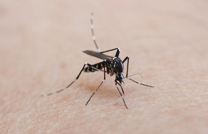 Chikungunya : un premier cas autochtone observé dans le Var 