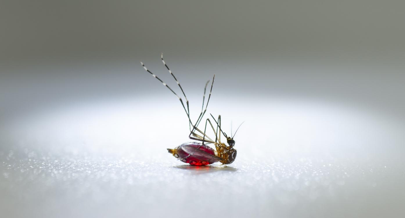 Paludisme : l'ivermectine peut tuer les parasites dans le sang