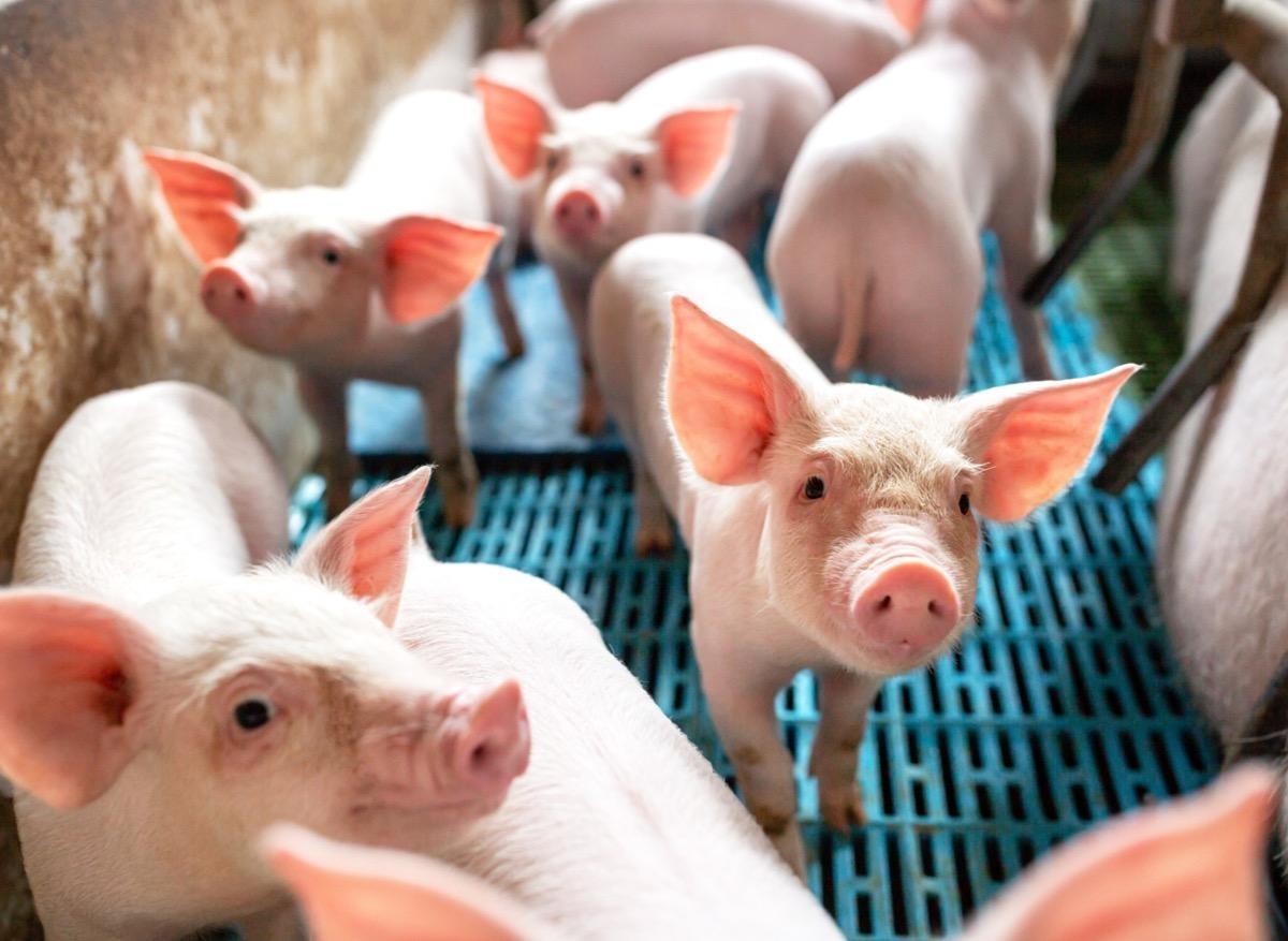 Greffe rénale : un rein de porc modifié génétiquement a fonctionné chez l'homme