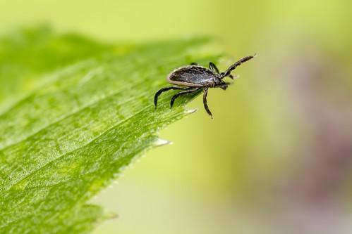 Lyme chronique : le Dr Marc Arer suspendu pour demande abusive de tests