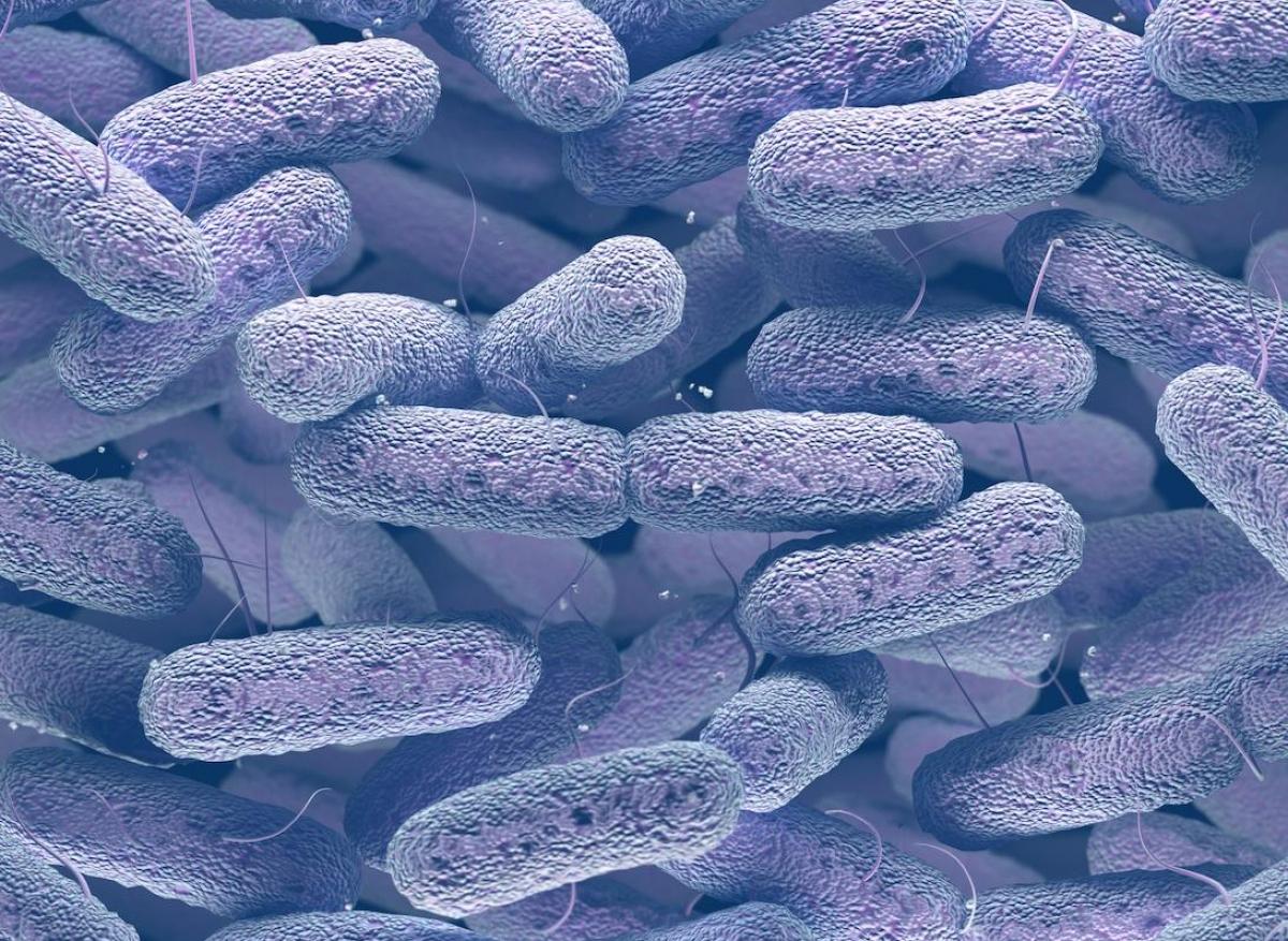 Escherichia coli : syndrome entérogène à cause du système immunitaire 