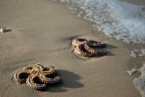 Mucoviscidose : une molécule contenue dans l'étoile de mer à l'essai