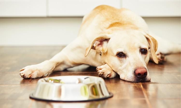 Risque de pandémie mondiale : la grippe des chiens pourrait se transmettre à l’homme