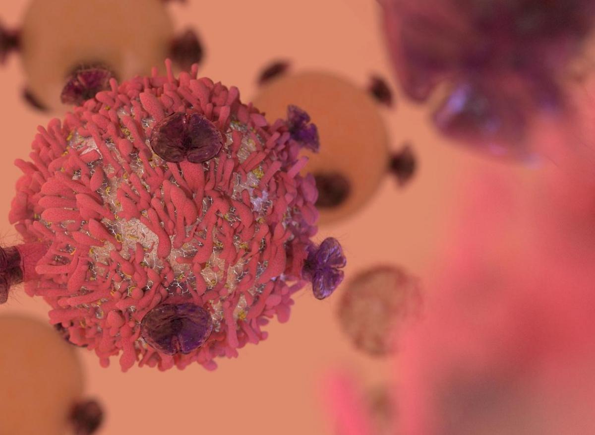 Immunothérapie : un lymphocyte T universel contre tous les cancers