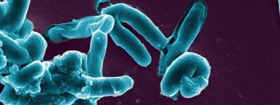 Tuberculose : Pasteur sur la piste d’un nouveau vaccin plus efficace
