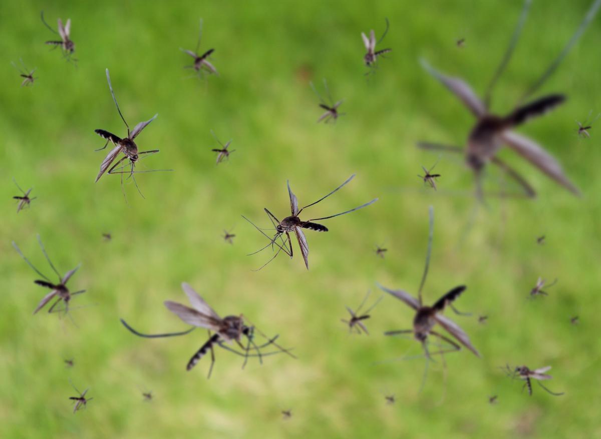 Dengue : en Guadeloupe, la fin d’une “épidémie historique”