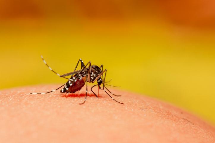 Dengue : une nouvelle épidémie sévit en Nouvelle-Calédonie