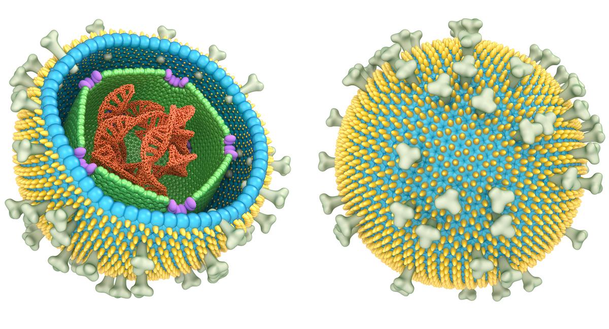 Virus d’Epstein-Barr : pourquoi un vaccin pour une maladie en apparence bénigne ?