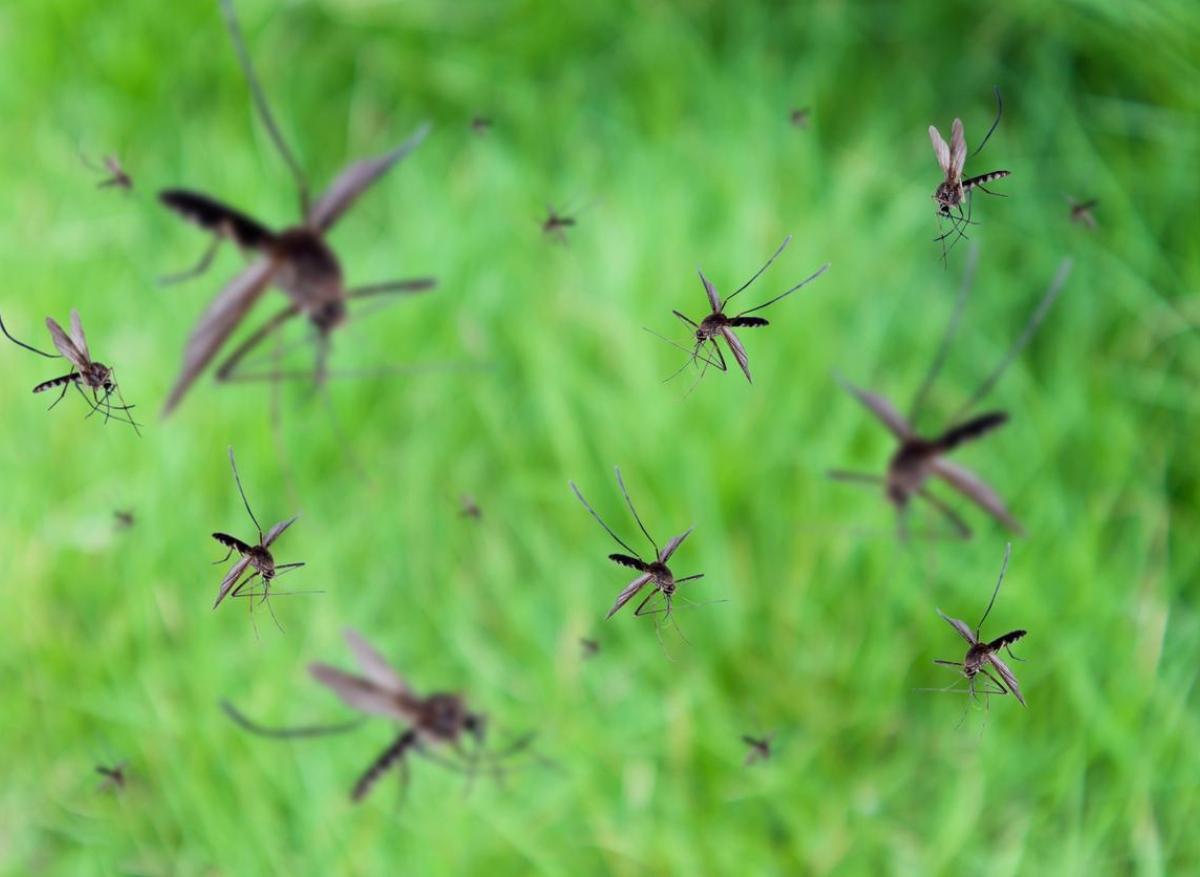 Épidémie de Dengue : le Brésil lâche des moustiques mutés pour la stopper