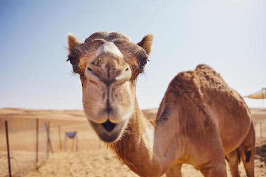 MERS : réduction de la mortalité avec l’association interféron bêta-1b et lopinavir-ritonavir