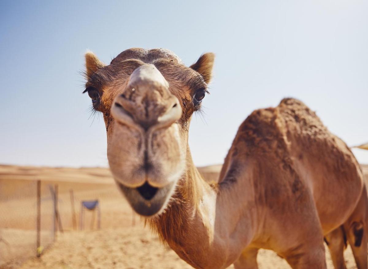 Coupe du monde : le coronavirus transmis par les chameaux inquiète au Quatar