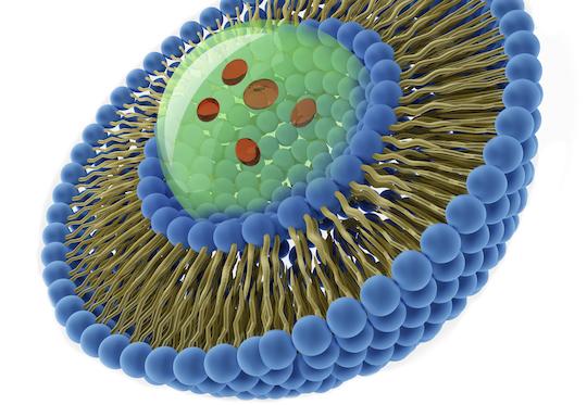 Maladies auto-immunes : des liposomes pour un redémarrage du système immunitaire