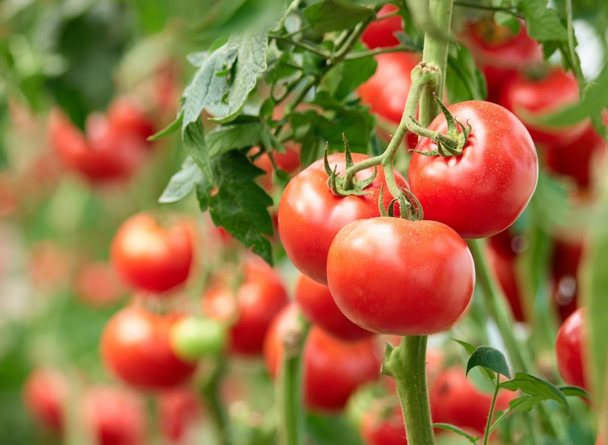ToBRFV : un virus menace aussi les tomates et les poivrons