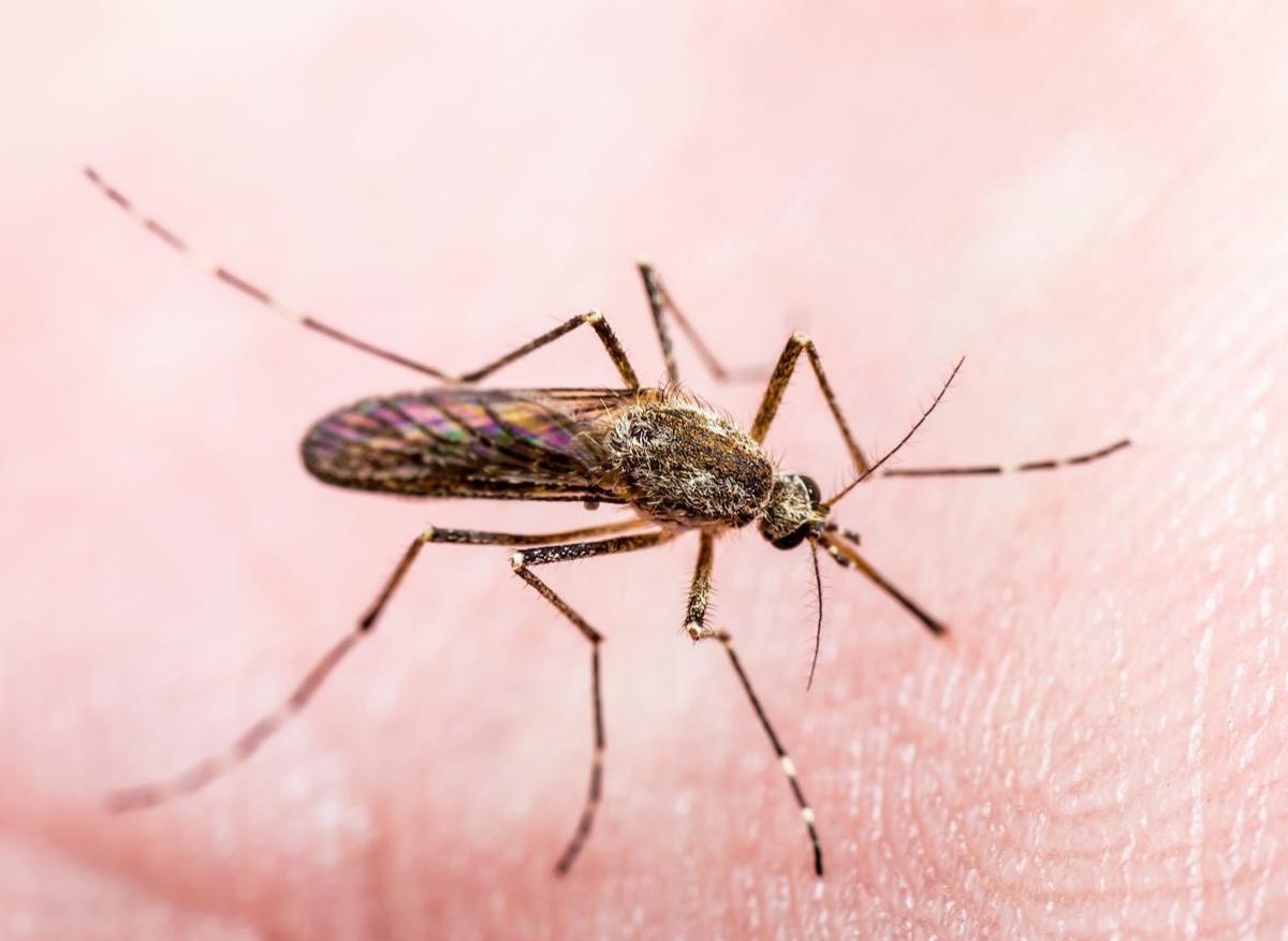 Coronavirus : les moustiques pas impliqués dans la transmission