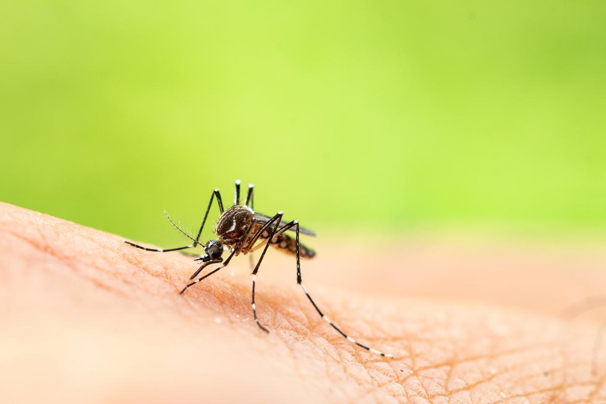 Dengue : une autre maladie infectieuse victime collatérale de la pandémie