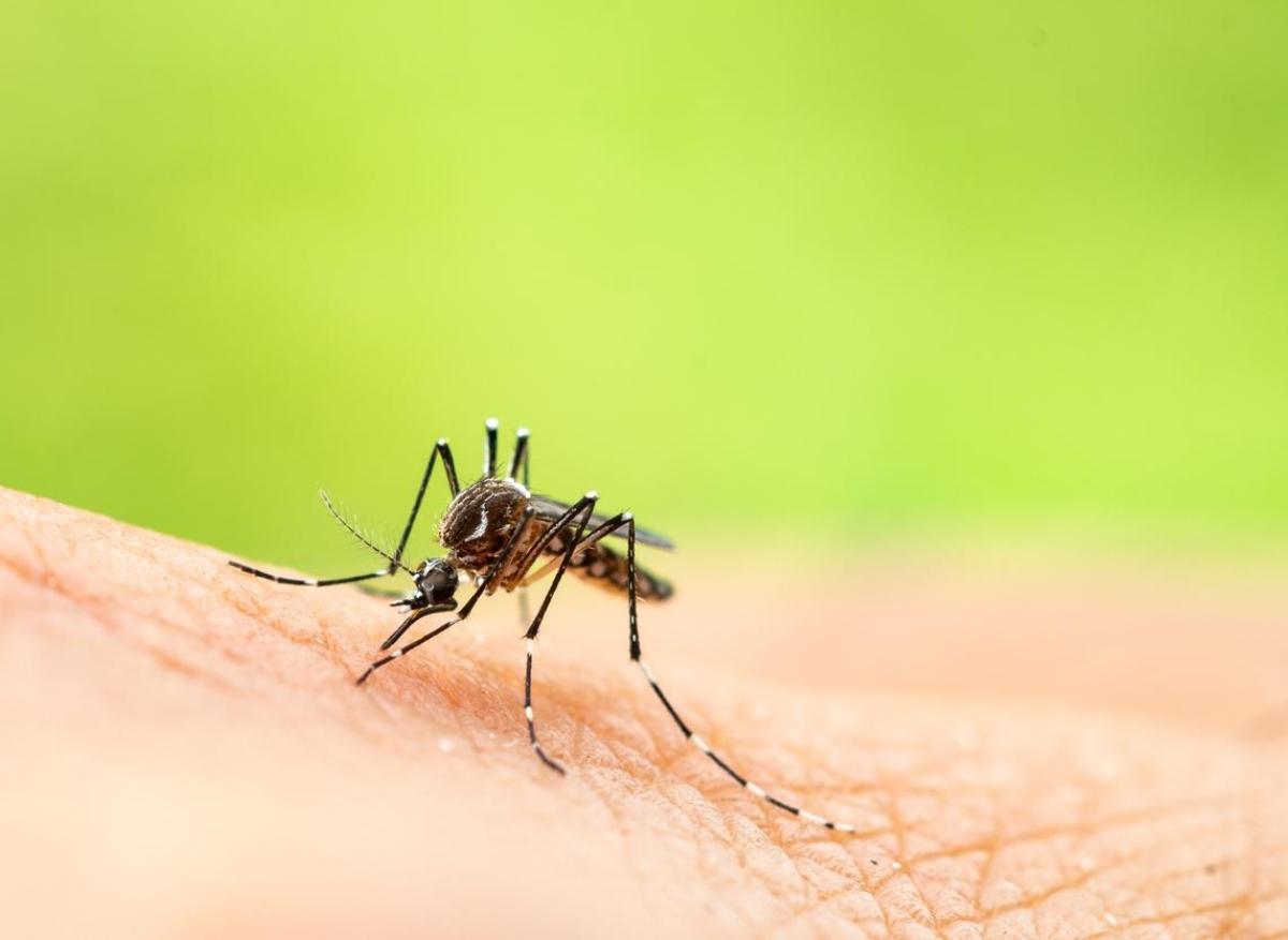 Dengue : un nouveau cas autochtone en Haute-Garonne