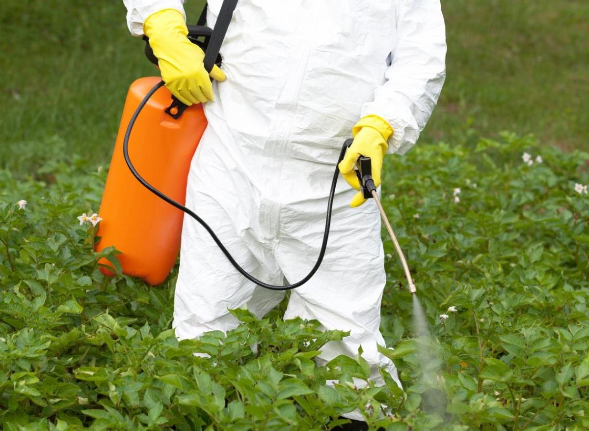 MICI : le propyzamide, un herbicide très répandu, pourrait être en cause