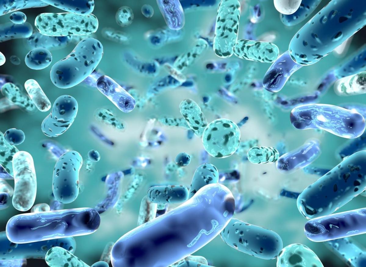 Angiome caverneux : en relation avec la composition du microbiote intestinal 