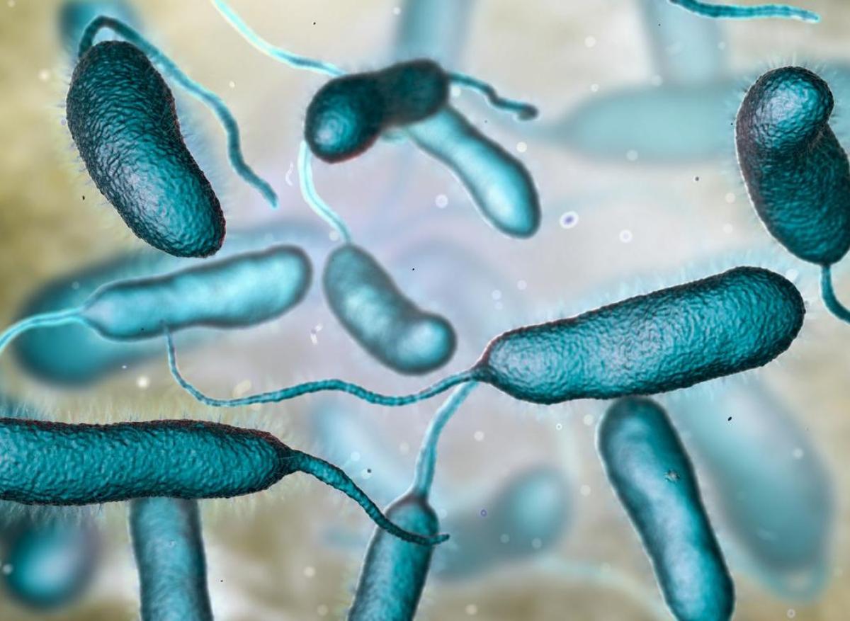 Vibrio vulnificus : 5 décès aux États-Unis avec la bactérie 
