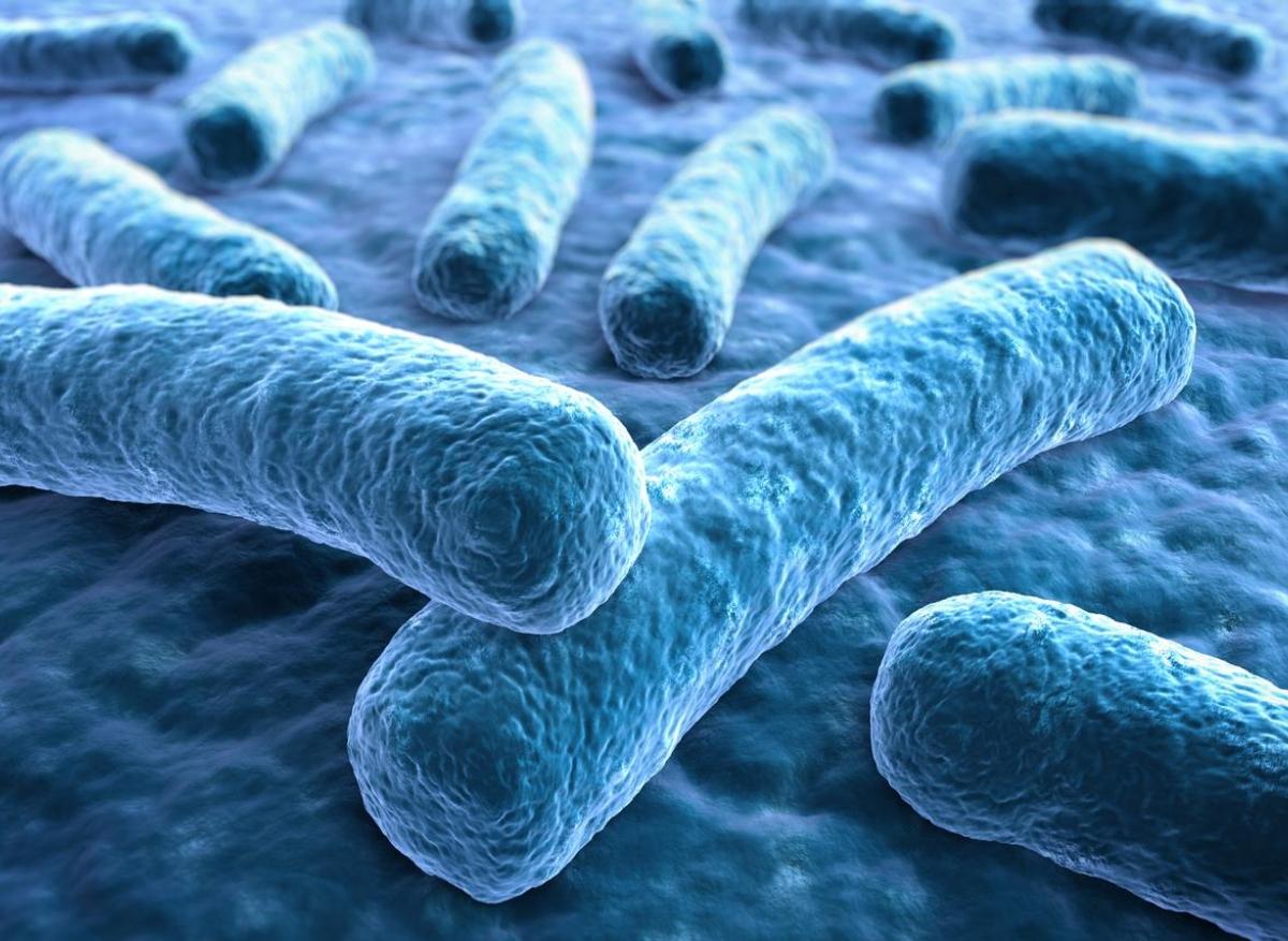 Ulcère de Buruli : le mystère de l'épidémie à Mycobacterium ulcerans s'épaissit