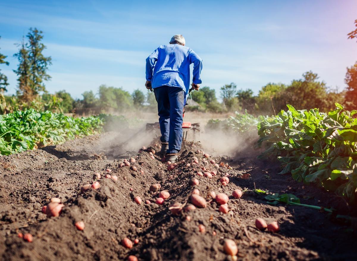 Cancer : des risques environnementaux spécifiques aux agriculteurs 