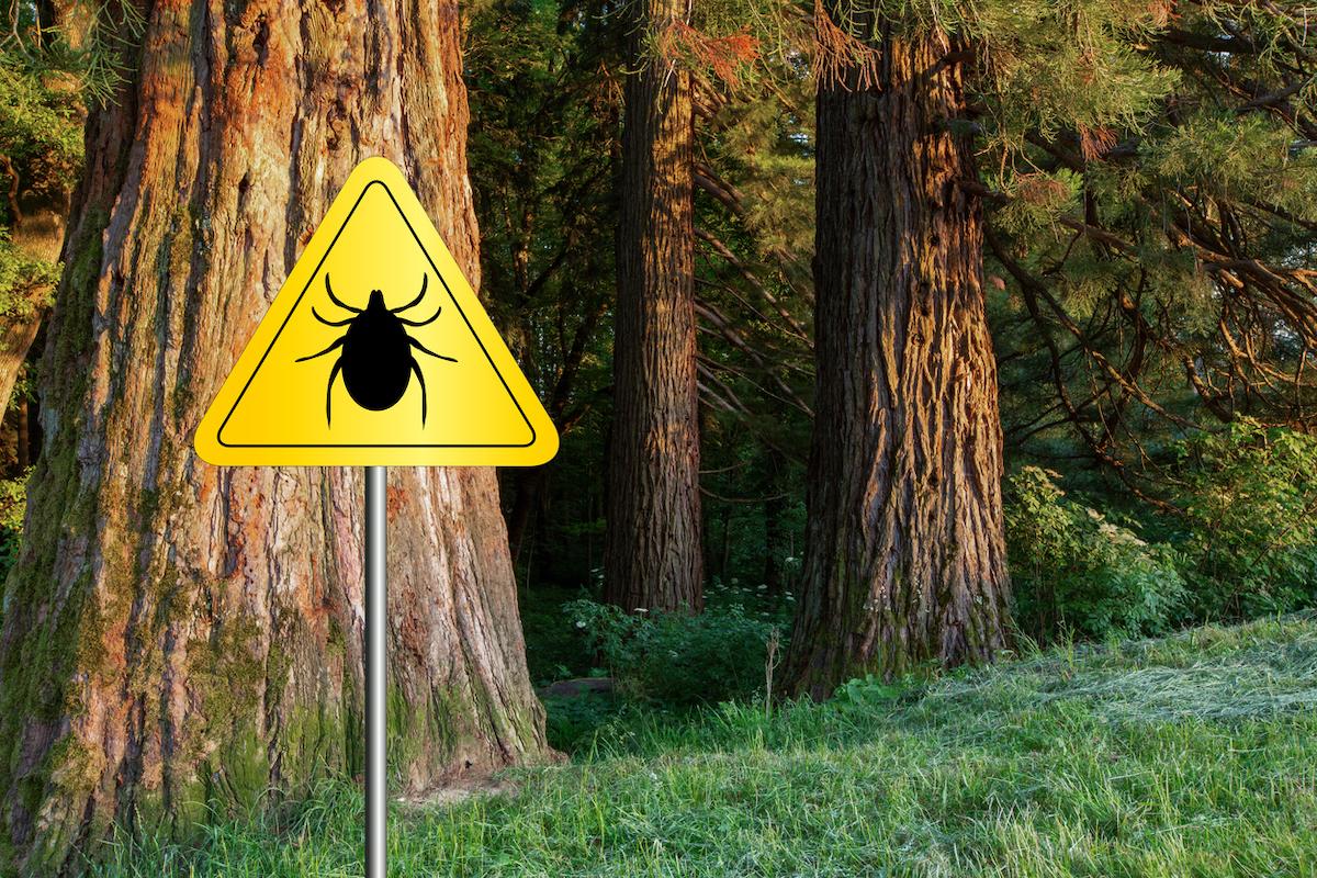 Maladie de Lyme : c'est la saison de la prévention