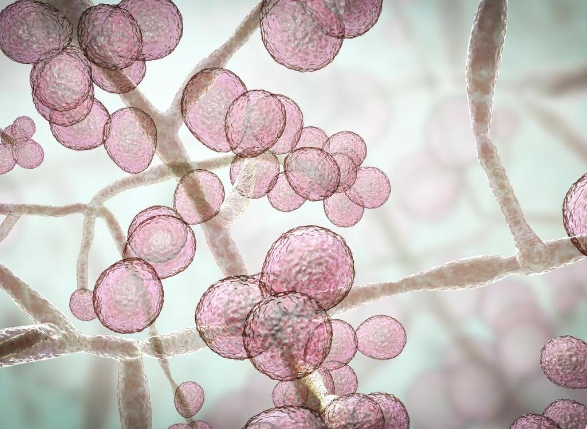 Candida auris : une mycose de plus en plus résistante