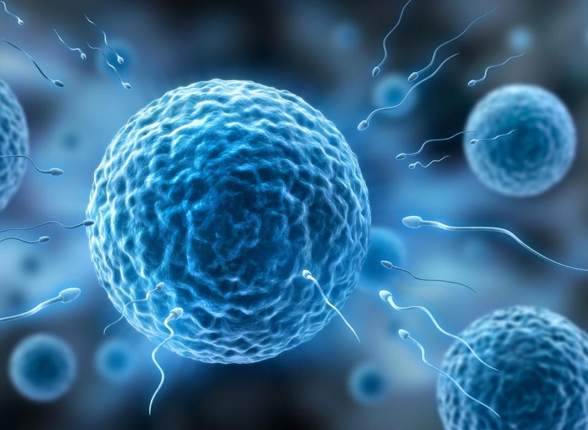 Infertilité : les ovules humains sélectionnent les spermatozoïdes 