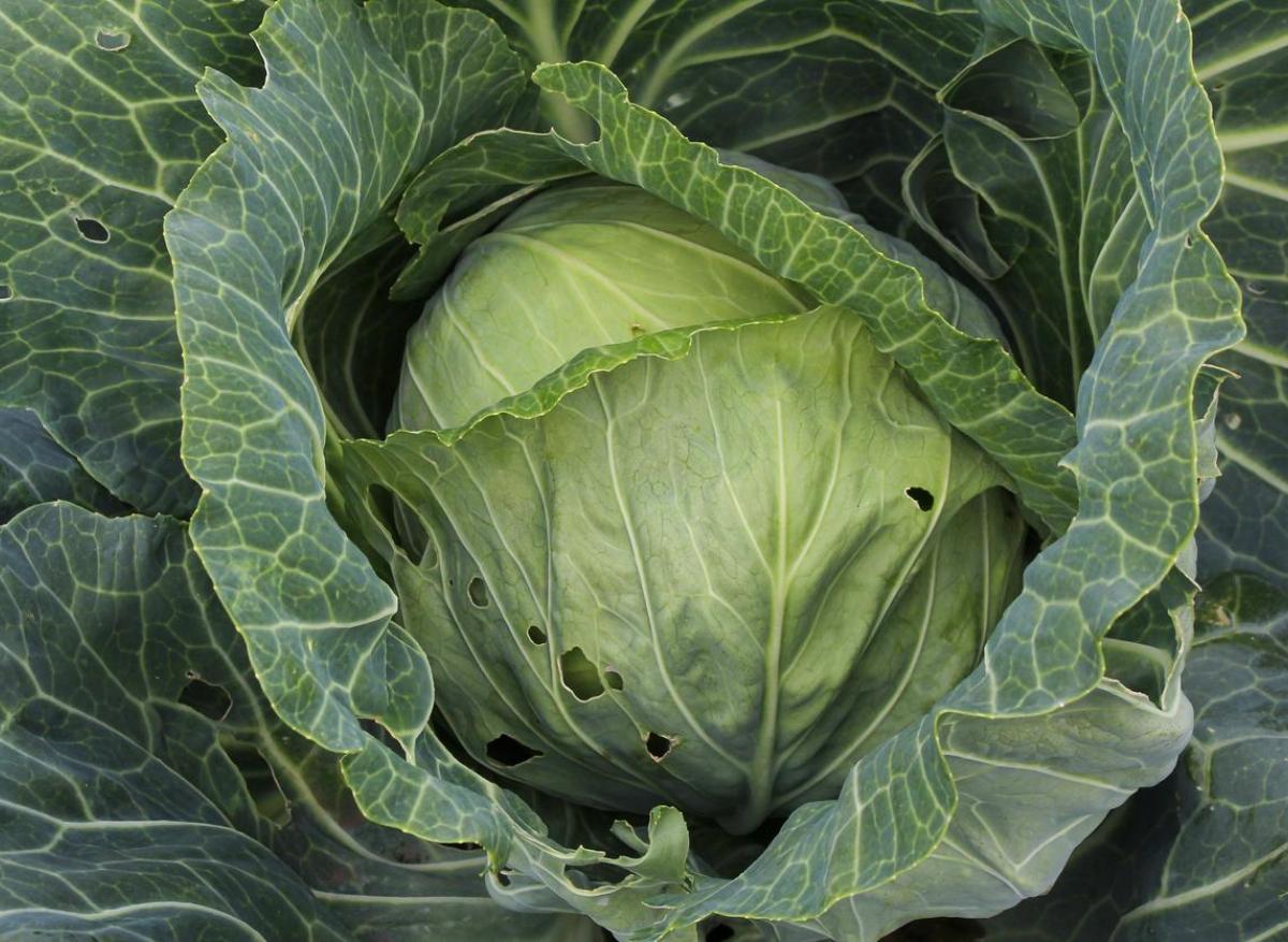 Nutrition : les légumes et fruits bio plus riches en antioxydants grâce aux insectes