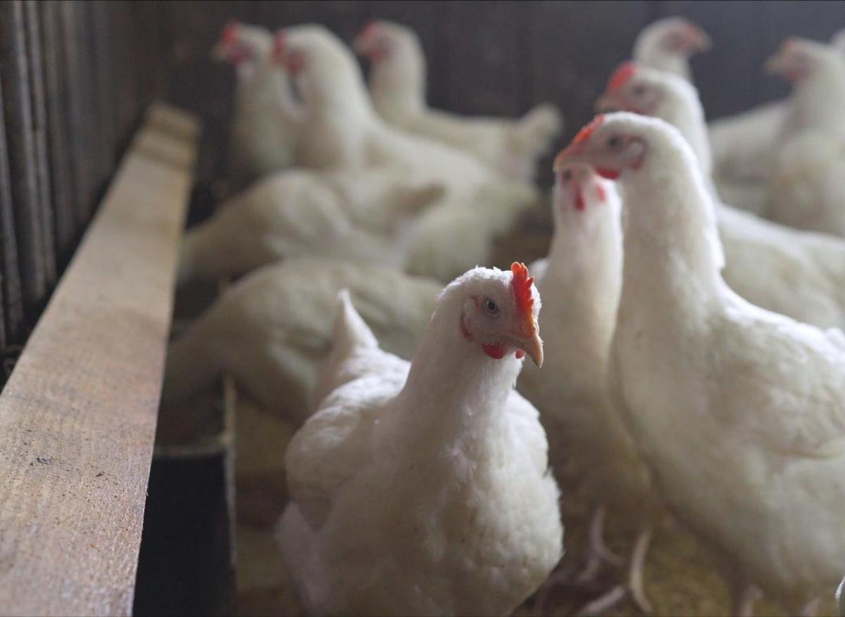 Grippe aviaire H5N8 : pas de risque de transmission entre humains