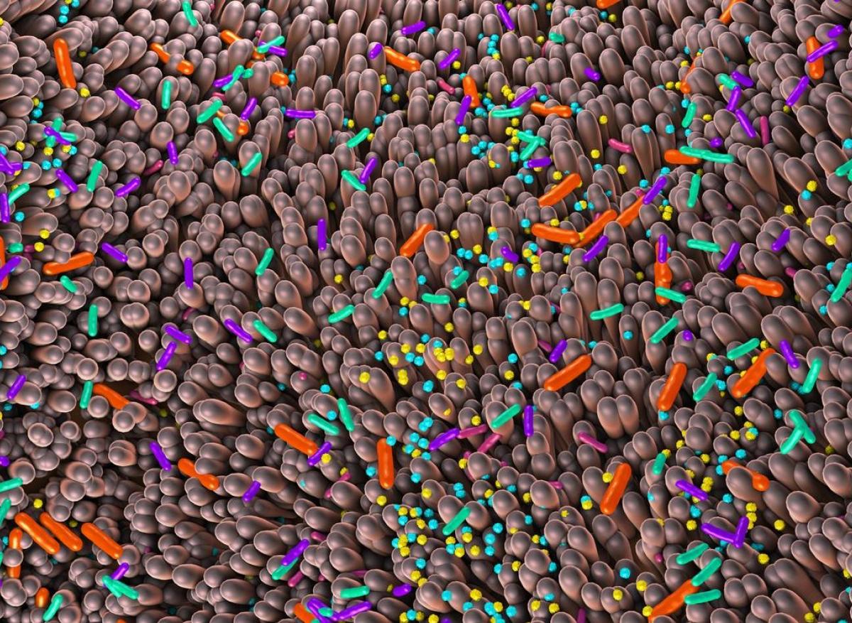 Antibiorésistance : les scientifiques s'intéressent de plus en plus aux bactériophages