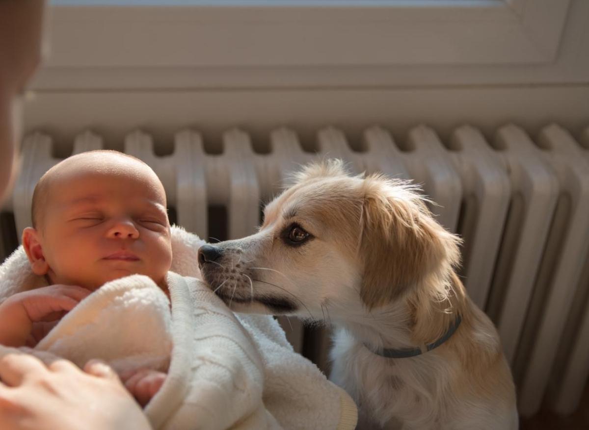 Eczéma : le rôle protecteur du chien comme animal de compagnie