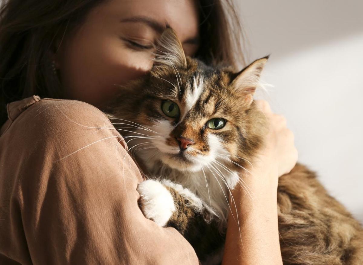Zoonose : les chats pourraient transmettre un virus aux humains