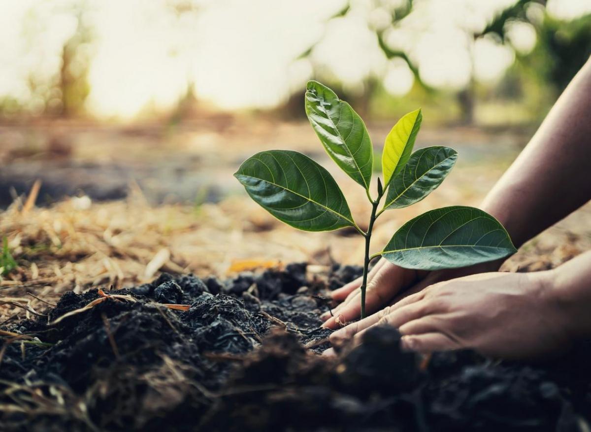 Grippe : vers un vaccin développé à partir des plantes